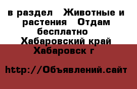  в раздел : Животные и растения » Отдам бесплатно . Хабаровский край,Хабаровск г.